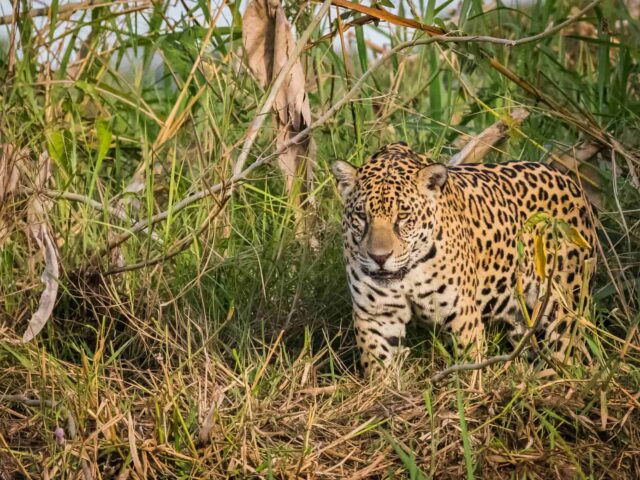 Amazon Rainforest Experience 4 Days